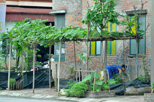 Hà Nội: Biệt thự, nhà liền kề bỏ hoang biến thành "vườn rau sạch"