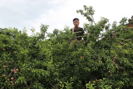 Độc đáo Ngày hội hái quả trên cao nguyên Mộc Châu