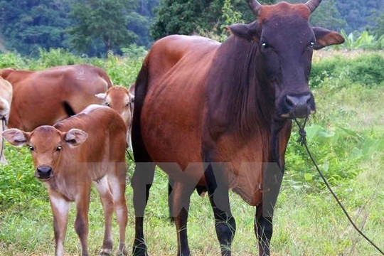 Nhiều uẩn khúc vụ con bò tót cực hiếm bị chết ở Nghệ An