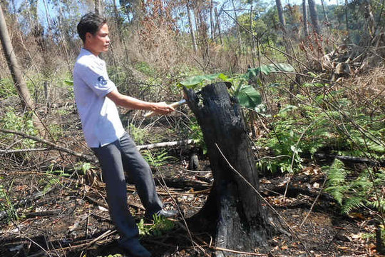 Viết tiếp "kỳ án" phá rừng ở Lâm Đồng: Những con số "nhảy múa"