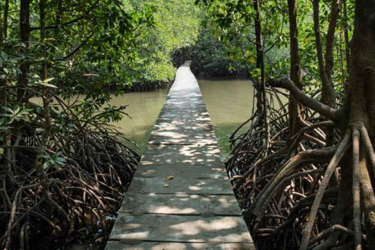 Tập quán canh tác mới đẩy mạnh nỗ lực bảo tồn rừng ngập mặn tại Campuchia