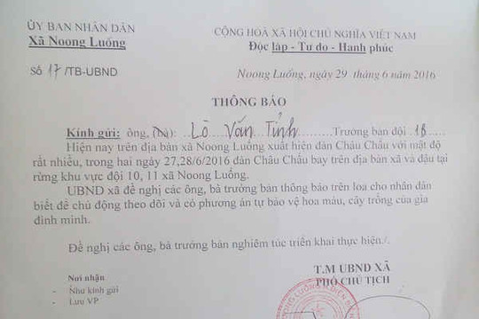Huyện Điện Biên chỉ đạo biện pháp phòng ngừa đàn châu chấu phá hoại cây trồng