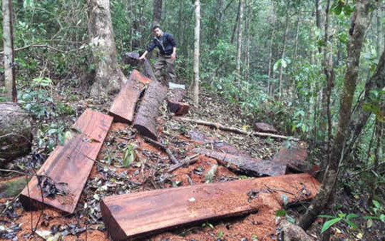 Đóng cửa rừng tự nhiên, nhiều dự án lớn sắp triển khai ở Kon Tum sẽ xử lý ra sao?