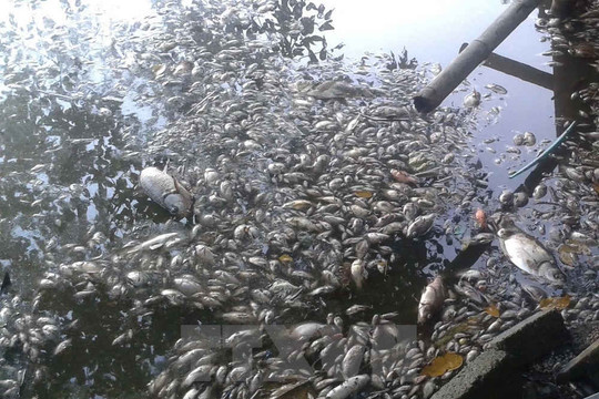 Thanh Hóa: Cá chết nổi trắng hồ Mật Sơn, mùi hôi tanh nồng nặc