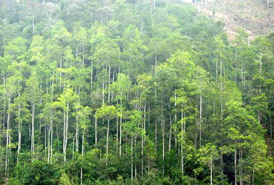 DN Lào Cai đầu tiên được cấp chứng chỉ quốc tế quản lý rừng bền vững FSC