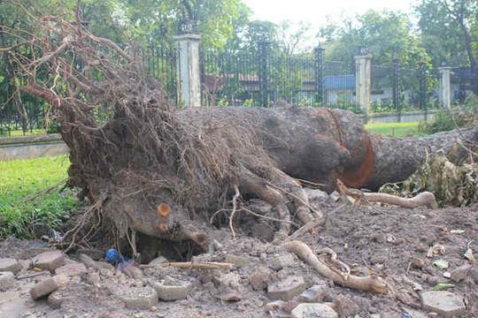 Hà Nội la liệt cây gãy đổ sau bão số 1 chờ thu dọn