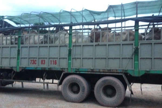 Quảng Bình: Mập mờ việc kiểm dịch trâu, bò nhập qua cửa khẩu Cha Lo