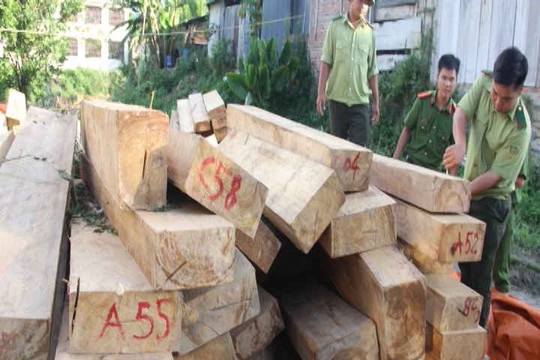 Hé lộ đối tượng chính trong vụ phá rừng Pơmu ở Nam Giang