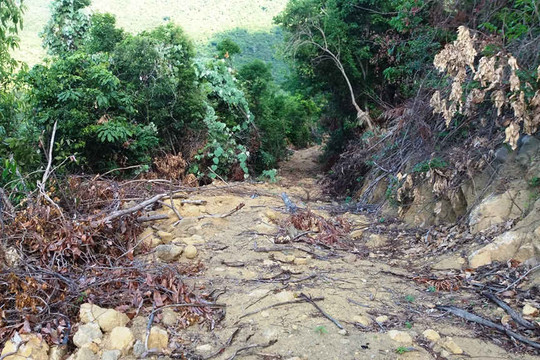 Có hay không việc lợi dụng thu hoạch rừng trồng để phá rừng đặc dụng Nam Hải Vân?