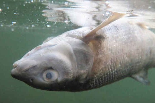 Cá chết hàng loạt, sông Yellowstone (Mỹ) phải đóng cửa để ngăn chặn ký sinh trùng lây lan