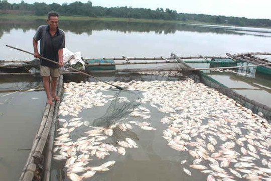 Cá chết nổi trắng sông An Cựu có thể do ô nhiễm hữu cơ cục bộ