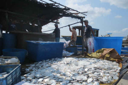 Lại xảy ra cảnh cá nuôi lồng bè chết hàng loạt ở Bà Rịa-Vũng Tàu