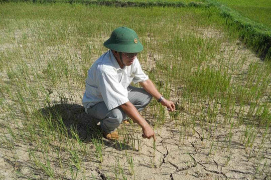 Bình Định: Hơn 300 ha lúa tại xã Cát Hanh có nguy cơ mất trắng vì thiếu nước