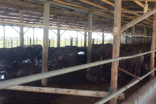 Quảng Bình: Sẽ di dời trại trâu, bò gây ô nhiễm Báo TN&MT phản ánh