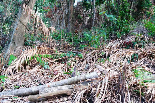 Lập đoàn kiểm tra xử lý nghiêm vụ phá rừng đặc dụng Nam Hải Vân