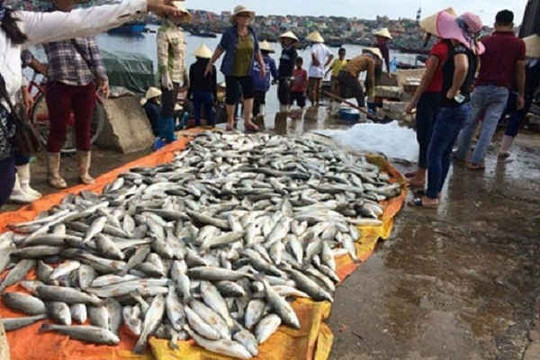 Thanh Hóa: Xác định cá chết tại Nghi Sơn là do thủy triều đỏ