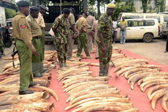 CITES bác bỏ đề xuất xóa bỏ hạn chế buôn bán ngà voi châu Phi