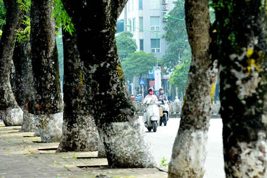 Hà Nội: Ngắm hàng cây cổ thụ trên đường Kim Mã trước ngày di dời