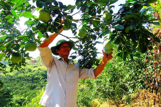 Điện Biên: Phát triển kinh tế nhờ khoanh nuôi và bảo vệ rừng