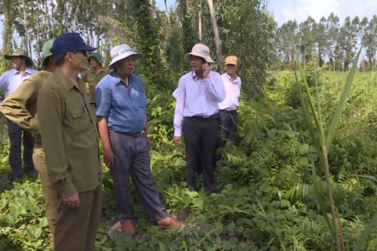 Kiên Giang: Tăng cường quản lý đất đai có nguồn gốc từ nông, lâm trường