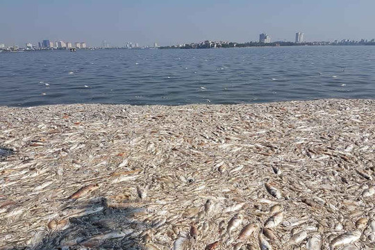 Cá chết ở Hồ Tây: Do thiếu ôxy?