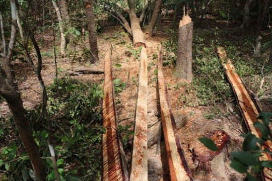 Đắk Lắk: Bắt giữ nhiều đối tượng tham gia 2 vụ phá rừng quy mô lớn