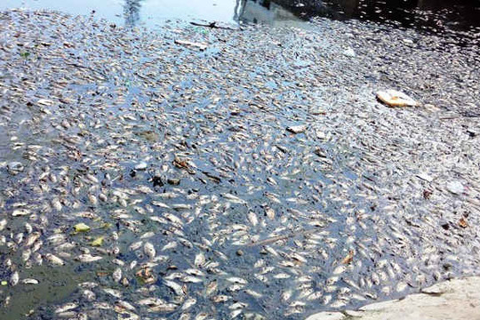 Đà Nẵng: Thiếu ô-xy, cá chết hàng loạt ở kênh Đa Cô