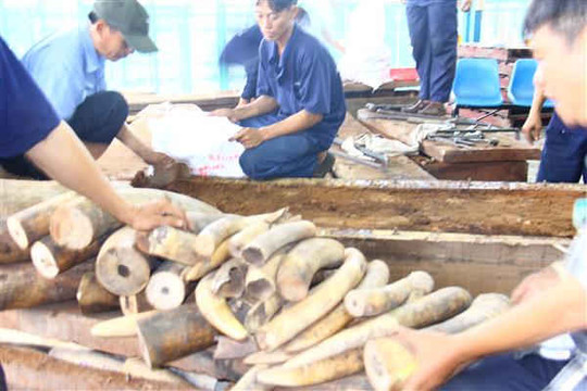 Bắt giữ hơn 2 tấn ngà voi nhập lậu qua cảng Cát Lái