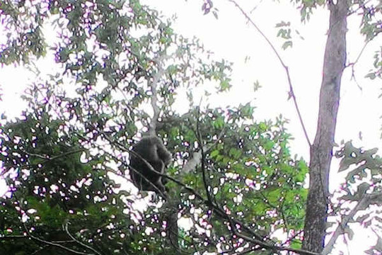 Kon Tum: Thả một cá thể khỉ mặt đỏ về rừng
