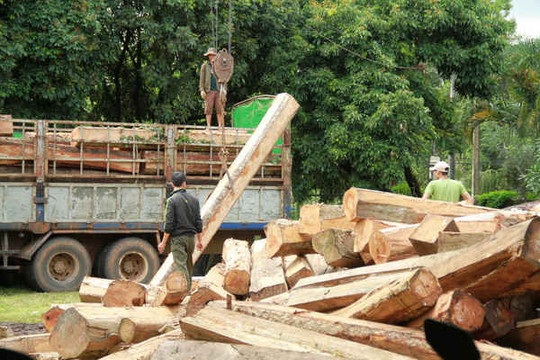 Vụ bắt 5 xe gỗ lậu ở Gia Lai: Kiểm đếm hơn 70 m3 gỗ trái phép