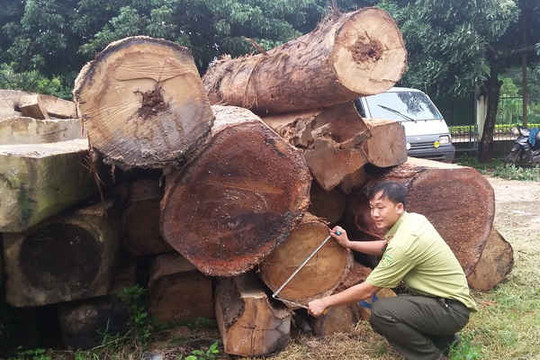 Khởi tố hình sự vụ bắt 5 xe ô tô chở gỗ lậu ở Gia Lai