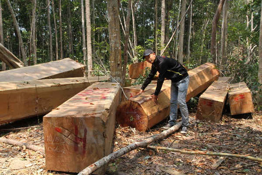 Rừng Tây Nguyên còn đâu: Bài 1- Đổi rừng lấy dự án, bất chấp giàu, nghèo!?
