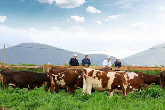 Vinamilk với Trang trại bò sữa Organic chuẩn châu Âu đầu tiên tại Việt Nam