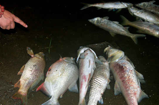 Hà Nội: Cá chết trắng hồ Linh Đàm