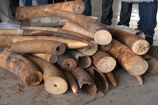 Phát hiện gần 500kg nghi ngà voi Châu Phi