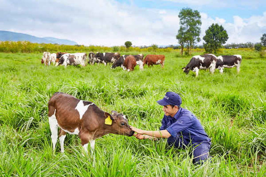 Vinamilk đạt chứng nhận Trang trại bò sữa Organic đầu tiên tại Việt Nam