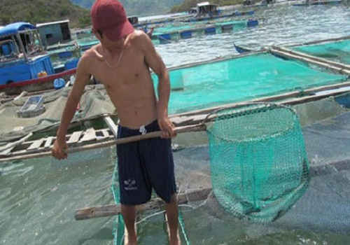 Nguyên nhân khiến cá bớp chết hàng loạt ở Khánh Hòa