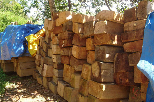 Phú Yên: Mua bán gỗ trái phép bị phạt 75 triệu đồng