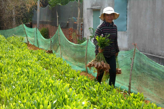 Quảng Nam: Những giải pháp tái cơ cấu ngành Lâm nghiệp