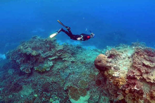 San hô chết hàng loạt ở biển Great Barrier Reef của Úc