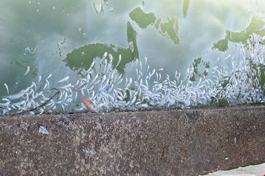 Cá chết hàng loạt ở Khánh Hòa là do tảo nở hoa