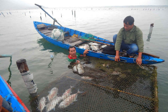 Thừa Thiên- Huế: Cá nuôi lồng tại đầm Lập An chết hàng loạt, người dân ôm nợ