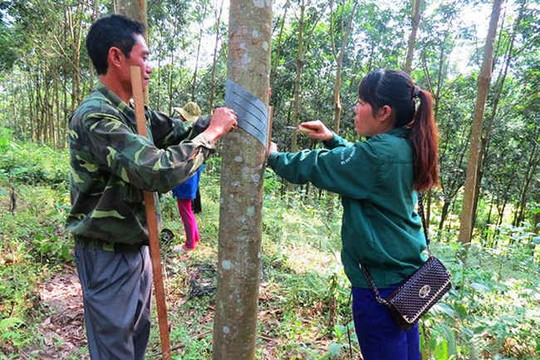 Điện Biên: Ký kết hợp đồng góp quyền sử dụng đất để phát triển cao su