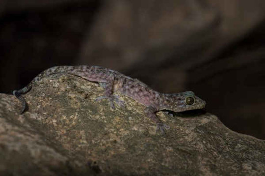 Phát hiện 163 loài mới tại khu vực sông Mekong