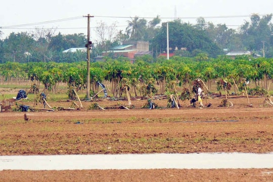 Nông dân Quảng Nam mất Tết vì trắng tay sau lũ