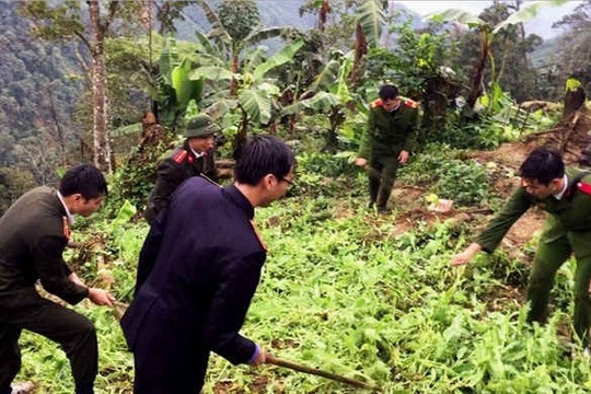 Lào Cai: Triệt phá 400 m2 cây thuốc phiện