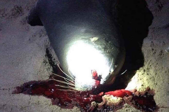 Bình Thuận:  Hải cẩu lên bờ đùa giỡn bị đánh chết