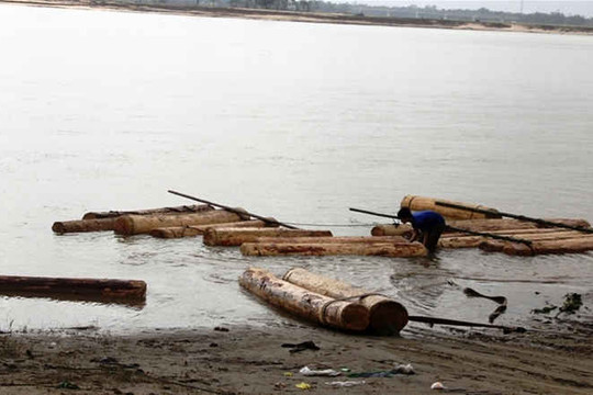 Phát hiện 44 lóng gỗ ươi tròn dưới sông Thu Bồn
