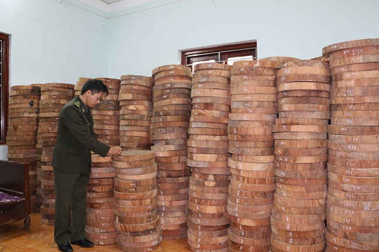 Điện Biên: Phát hiện gần 1.300 thớt gỗ nghiến đang vận chuyển trái phép