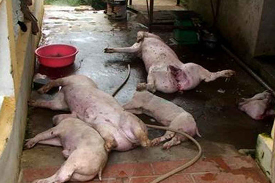 Thái Bình: Phát hiệt cơ sở lấy lợn chết xẻo thịt bán cho người dân
